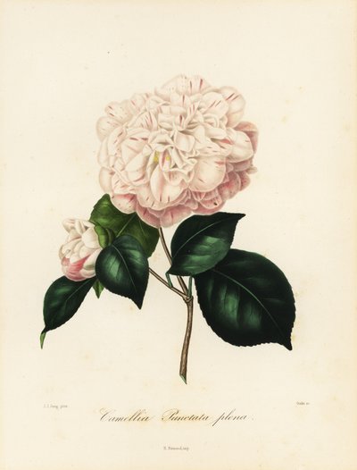 Camellia japonica fajta, Camellia punctata plena alkotó: Jakob (after) Jung