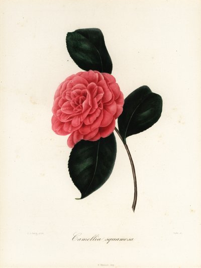 Camellia japonica fajta, Camellia squamosa vagy Camellia squammosa alkotó: Jakob (after) Jung