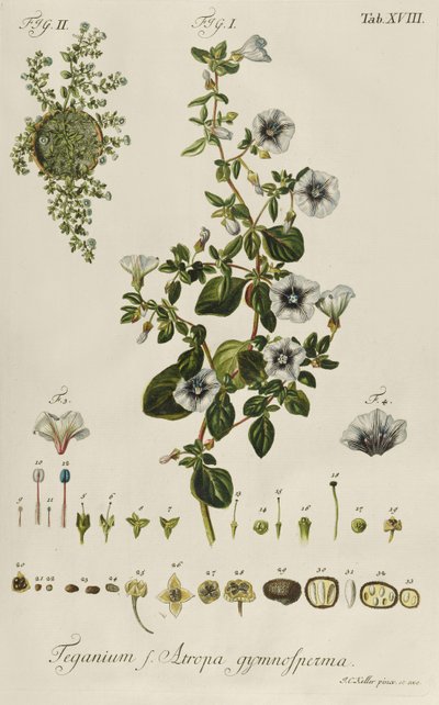 Convolvulus: Teganium f. Atropa gymnosperma from "Plantae Rariores" alkotó: Jakob Christoph Keller