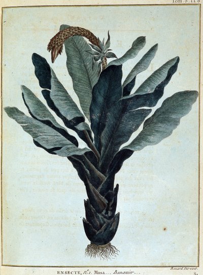 Banán - in: "Utazás Núbiába és Abesszíniába a Nílus forrásainak felfedezésére 1768 és 1772 között", írta James Bruce, 1. kötet, Párizs. alkotó: James Bruce