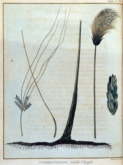 Cyperus papyrus, egyiptomi törzs - in: James Bruce "Utazás Núbiába és Abesszíniába a Nílus forrásainak felfedezésére 1768 és 1772 között", 1. kötet, Párizs. alkotó: James Bruce