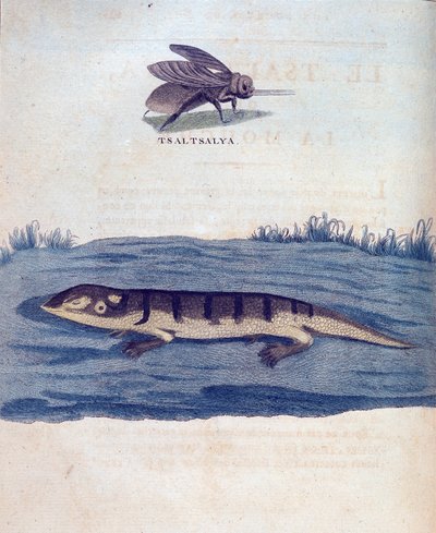 Légy és lezard – a „” Utazás Núbiában és Abesszíniában a Nílus forrásainak felfedezésére vállalkozott 1768 és 1772 között”, James Bruce, Párizs alkotó: James Bruce