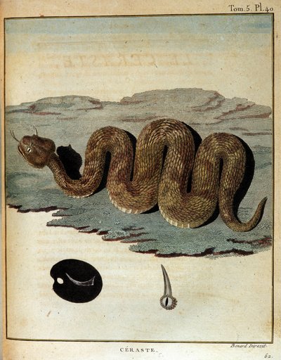 Kígyó – a „” Utazás Núbiába és Abesszíniába című filmben a Nílus forrásainak felfedezésére vállalkozott 1768 és 1772 között”, James Bruce, Párizs alkotó: James Bruce