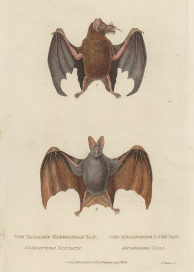 Farok nélküli Glossophag Bat és Megaderme Lyre Bat (színes gravírozás) alkotó: James (after) Basire