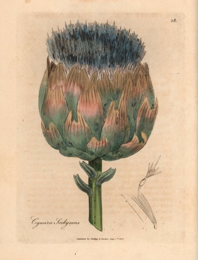 Kék és lila virágú articsóka, Cynara scolymus, James Sowerby botanikai illusztrációjáról William Woodville-ből és Sir William Jackson Hooker "Medical Botany" 1832-es művéből (kézszínű rézmetszet) alkotó: James (after) Sowerby