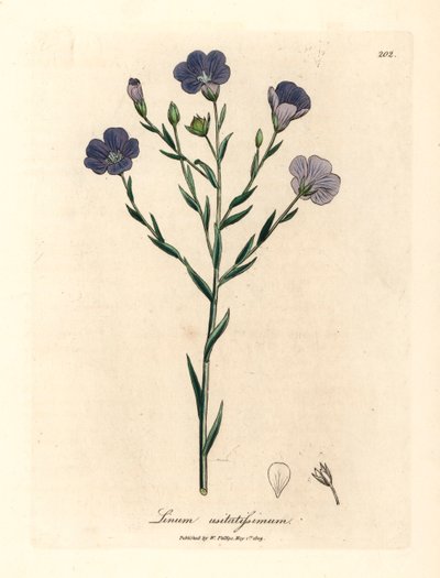 Kék virágú len, Linum usitatissimum, James Sowerby botanikai illusztrációjából William Woodville-ből és Sir William Jackson Hooker "Orvosi botanikája" 1832-ből (kézszínű rézmetszet) alkotó: James (after) Sowerby