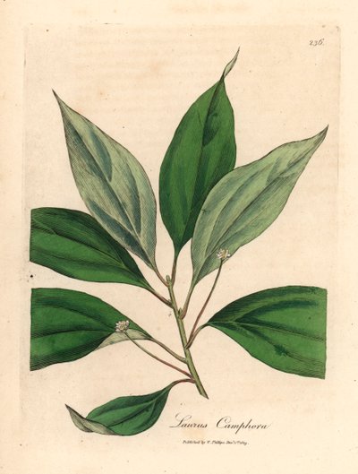Kámforfa, Laurus camphora, James Sowerby botanikai illusztrációjáról William Woodville-ből és Sir William Jackson Hooker "Medical Botany" című művéből 1832 (kézszínű rézmetszet) alkotó: James (after) Sowerby