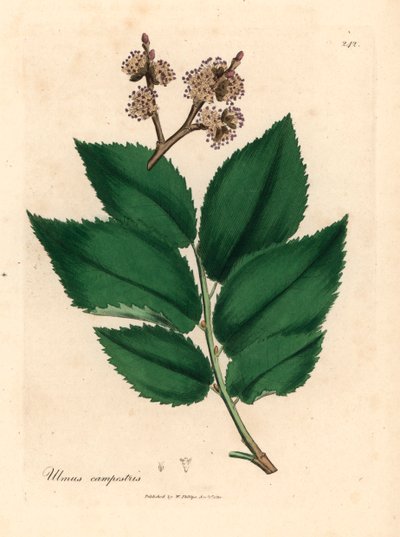 Közönséges szilfa, Ulmus campestris, James Sowerby botanikai illusztrációjáról William Woodville-ből és Sir William Jackson Hooker 1832-es "Medical Botany" című művéből (kézszínű rézmetszet) alkotó: James (after) Sowerby