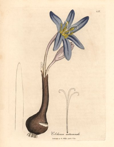 Közönséges réti sáfrány, Colchicum autumnale, James Sowerby botanikai illusztrációjából William Woodville-ből és Sir William Jackson Hooker "Orvosi botanikája" 1832-ből (kézzel színezett rézmetszet) alkotó: James (after) Sowerby