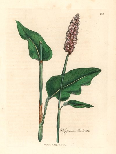 Nagy bistorta, Polygonum bistorta, James Sowerby botanikai illusztrációjából William Woodville-ből és Sir William Jackson Hooker "Orvosi botanikája" 1832-ből (kézszínű rézmetszet) alkotó: James (after) Sowerby