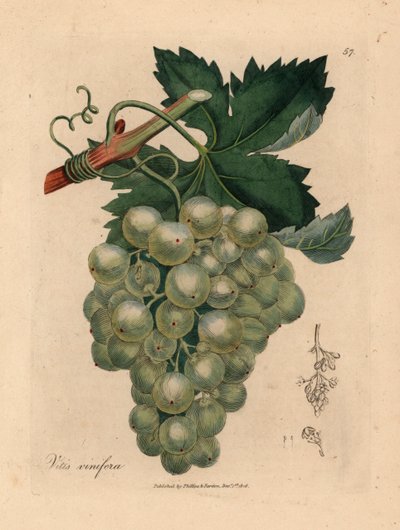 Zöld szőlő, szőlő és levelek, Vitis vinifera, James Sowerby botanikai illusztrációjából William Woodville-ből és Sir William Jackson Hooker "Medical Botany" című művéből 1832 (kézszínű rézmetszet) alkotó: James (after) Sowerby
