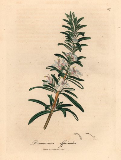 Világoskék virágú rozmaring, Rosmarinus officinalis, James Sowerby botanikai illusztrációjából William Woodville-ből és Sir William Jackson Hooker "Orvosi botanikája" 1832-ből (kézszínű rézmetszet) alkotó: James (after) Sowerby