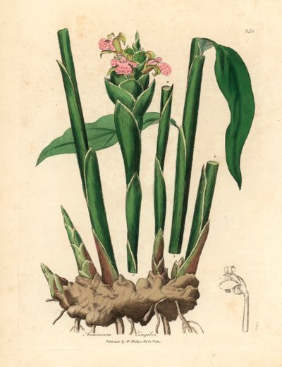 Keskeny levelű gyömbér, Zingiber officinale, James Sowerby botanikai illusztrációjából William Woodville-ből és Sir William Jackson Hooker 1832-es "Medical Botany" című művéből (kézszínű rézmetszet) alkotó: James (after) Sowerby