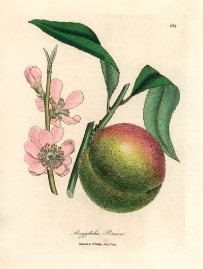 Őszibarackfa érett gyümölccsel és rózsaszín virággal, Amygdalus persica, James Sowerby botanikai illusztrációjáról William Woodville-ből és Sir William Jackson Hooker "Medical Botany" 1832-es művéből (kézszínű rézmetszet) alkotó: James (after) Sowerby