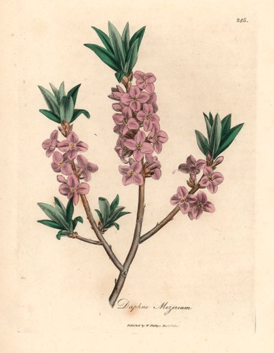 Rózsaszín virágú mezereon, Daphne mezereum, James Sowerby botanikai illusztrációjáról William Woodville-ből és Sir William Jackson Hooker "Medical Botany" című művéből 1832 (kézszínű rézmetszet) alkotó: James (after) Sowerby