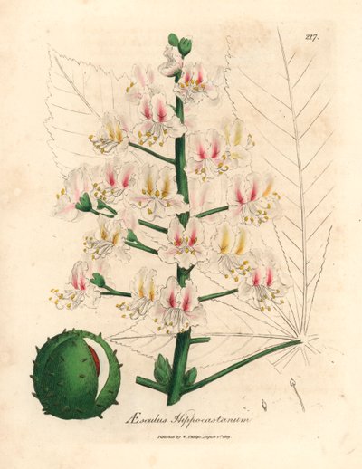 A vadgesztenyefa, az Aesculus hippocastanum rózsaszín virága és termése James Sowerby botanikai illusztrációjáról William Woodville-ből és Sir William Jackson Hooker "Medical Botany" 1832-es művéből (kézszínű rézmetszet) alkotó: James (after) Sowerby