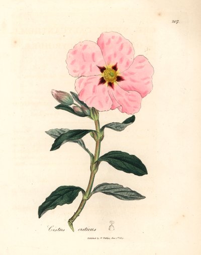 Rózsaszín virágú krétai cistus, Cistus creticus, James Sowerby botanikai illusztrációjáról William Woodville-ből és Sir William Jackson Hooker "Medical Botany" 1832-es művéből (kézszínű rézmetszet) alkotó: James (after) Sowerby