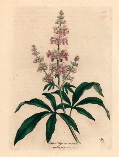 Rózsaszín virágú tiszta fa, Vitex agnus castus, James Sowerby botanikai illusztrációjáról William Woodville-ből és Sir William Jackson Hooker "Medical Botany" 1832-es művéből (kézszínű rézmetszet) alkotó: James (after) Sowerby