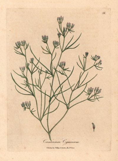 Rózsaszín virágú kömény, Cuminum cyminum, James Sowerby botanikai illusztrációjából William Woodville-ből és Sir William Jackson Hooker "Medical Botany" 1832-ből (kézszínű rézmetszet) alkotó: James (after) Sowerby