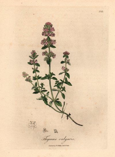 Rózsaszín virágú kerti kakukkfű, Thymus vulgaris, James Sowerby botanikai illusztrációjáról William Woodville-ből és Sir William Jackson Hooker "Medical Botany" című művéből 1832 (kézszínű rézmetszet) alkotó: James (after) Sowerby