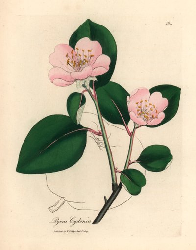 Rózsaszín virágú birsfa, Pyrus cydonia, James Sowerby botanikai illusztrációjáról William Woodville-ből és Sir William Jackson Hooker "Medical Botany" című művéből 1832 (kézszínű rézmetszet) alkotó: James (after) Sowerby