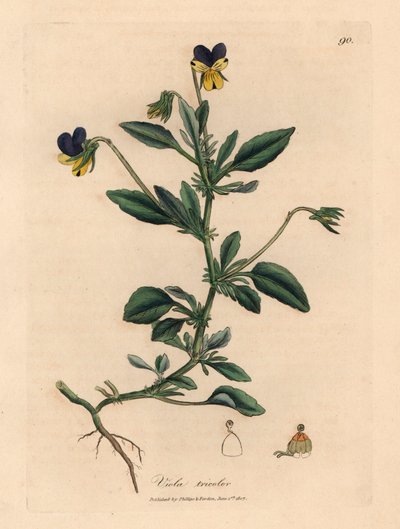 Lila és sárga árvácska, Viola tricolor, James Sowerby botanikai illusztrációjáról William Woodville-ből és Sir William Jackson Hooker "Medical Botany" című művéből 1832 (kézszínű rézmetszet) alkotó: James (after) Sowerby