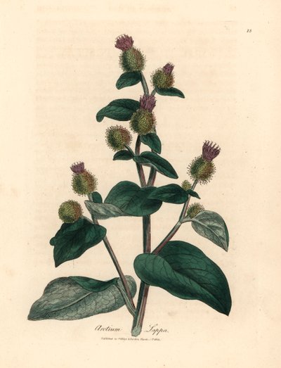 Lila virágú bojtorján, Arctium lappa, James Sowerby botanikai illusztrációjáról William Woodville-ből és Sir William Jackson Hooker "Medical Botany" című művéből 1832 (kézszínű rézmetszet) alkotó: James (after) Sowerby