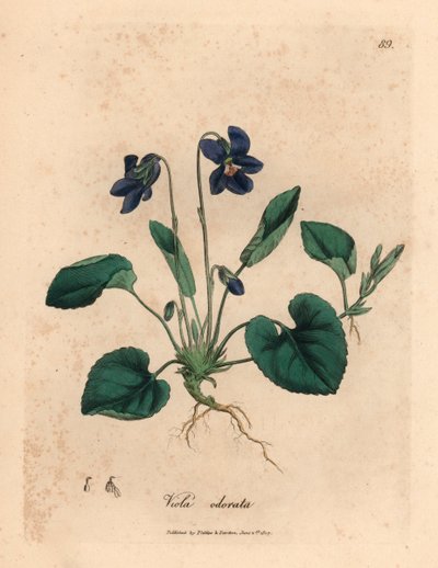 Lila virágú édes ibolya, Viola odorata, James Sowerby (William Woodville) botanikai illusztrációjából és Sir William Jackson Hooker "Medical Botany" 1832-es művéből (kézszínű rézmetszet) alkotó: James (after) Sowerby