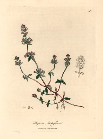 Lila virágú vadkakukkfű, Thymus serpyllum, James Sowerby botanikai illusztrációjáról William Woodville-ből és Sir William Jackson Hooker "Medical Botany" című művéből 1832 (kézszínű rézmetszet) alkotó: James (after) Sowerby