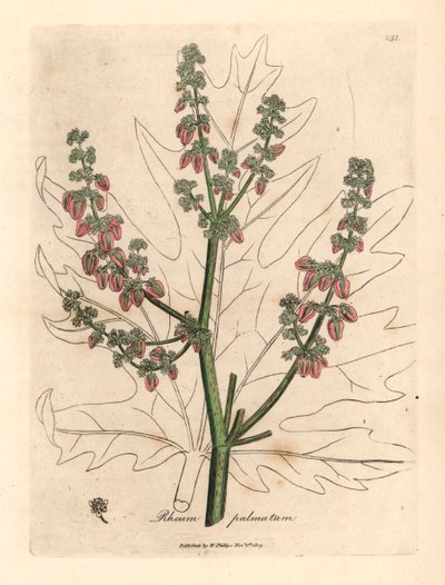 Rubarbara virágok és szár, levél körvonala, Rheum palmatum, James Sowerby botanikai illusztrációjából William Woodville-ből és Sir William Jackson Hooker "Medical Botany" 1832-es művéből (kézzel színezett rézmetszet) alkotó: James (after) Sowerby