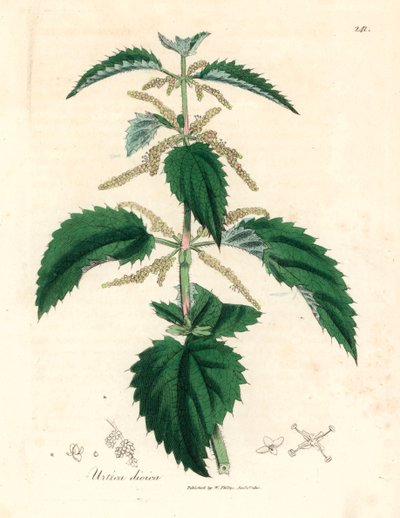 Csalán, Urtica dioica, James Sowerby botanikai illusztrációjáról William Woodville-ből és Sir William Jackson Hooker "Medical Botany" című művéből 1832 (kézszínű rézmetszet) alkotó: James (after) Sowerby
