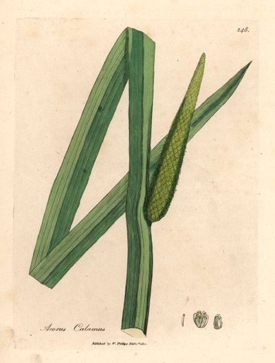 Édes zászló, Acorus calamus, James Sowerby botanikai illusztrációjából William Woodville-ből és Sir William Jackson Hooker "Medical Botany" 1832-es művéből (kézszínű rézmetszet) alkotó: James (after) Sowerby