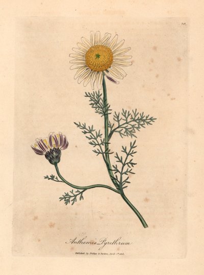 Fehér és sárga spanyol kamilla, Anthemis pyrethrum, James Sowerby botanikai illusztrációjáról William Woodville-ből és Sir William Jackson Hooker "Medical Botany" 1832-es művéből (kézszínű rézmetszet) alkotó: James (after) Sowerby