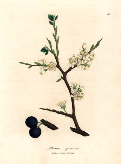 A Prunus spinosa slágerfa fehér virága és kék bogyói, James Sowerby botanikai illusztrációjáról William Woodville-ből és Sir William Jackson Hooker "Orvosi botanikája" 1832-ből (kézszínű rézmetszet) alkotó: James (after) Sowerby