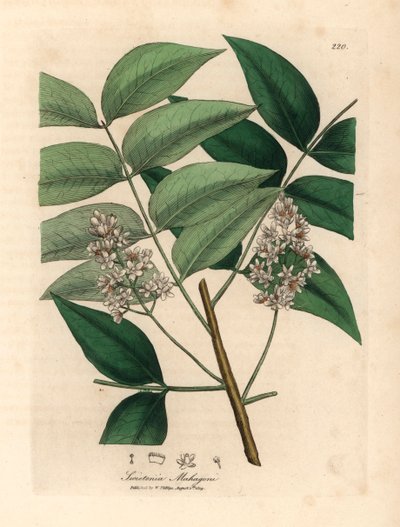 Fehér virágú mahagónifa, Swietenia mahogani, James Sowerby botanikai illusztrációjáról William Woodville-ből és Sir William Jackson Hooker "Medical Botany" 1832-es művéből (kézszínű rézmetszet) alkotó: James (after) Sowerby