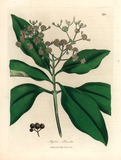 Fehér virágú minden fűszerfa, Myrtus pimenta, James Sowerby botanikai illusztrációjáról William Woodville-ből és Sir William Jackson Hooker 1832-es "Medical Botany" című művéből (kézszínű rézmetszet) alkotó: James (after) Sowerby
