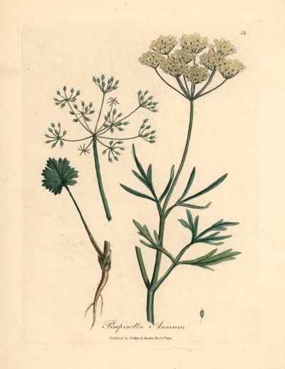 Fehér virágú ánizs, Pimpinella anisum, James Sowerby botanikai illusztrációjából William Woodville-ből és Sir William Jackson Hooker "Orvosi botanikája" 1832-ből (kézszínű rézmetszet) alkotó: James (after) Sowerby