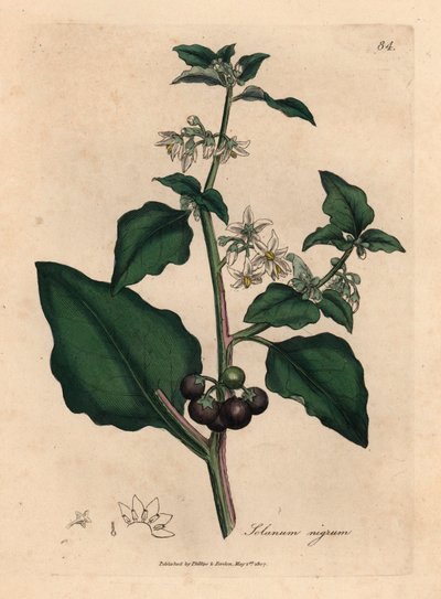 Fehér virágú, fekete bogyós, kerti nadálytő, Solanum nigrum, James Sowerby botanikai illusztrációjából William Woodville-ből és Sir William Jackson Hooker "Orvosi botanikája" 1832-ből (kézszínű rézmetszet) alkotó: James (after) Sowerby