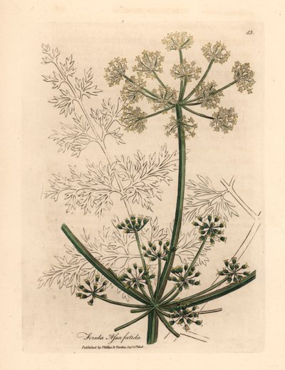 Fehér virágú gigantikus édeskömény vagy asafetida, Ferula assafoetida, James Sowerby botanikai illusztrációjáról William Woodville-ből és Sir William Jackson Hooker "Orvosi botanikája" 1832-ből (kézszínű rézmetszet) alkotó: James (after) Sowerby