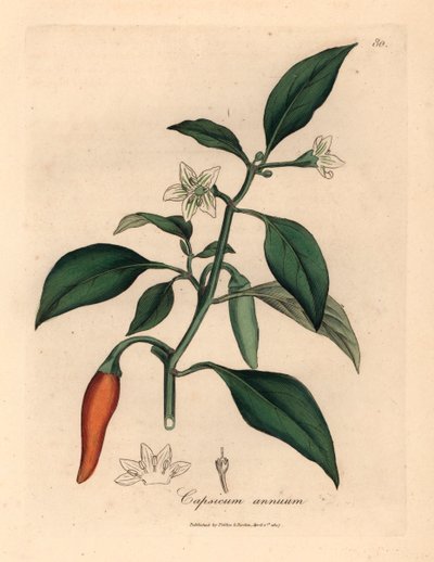 Fehér virágú, skarlátvörös guineai paprika, Capsicum annuum, James Sowerby botanikai illusztrációjáról William Woodville-ből és Sir William Jackson Hooker "Medical Botany" 1832-es művéből (kézszínű rézmetszet) alkotó: James (after) Sowerby