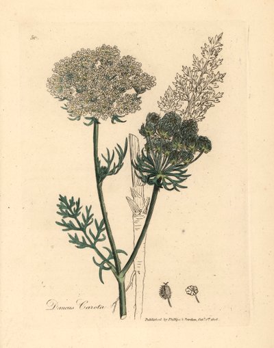 Fehér virágú vadsárgarépa növény, a Daucus carota, James Sowerby botanikai illusztrációjából William Woodville-ből és Sir William Jackson Hooker "Medical Botany" című művéből 1832 (kézszínű rézmetszet) alkotó: James (after) Sowerby