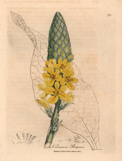 Sárga virágú nagy, széles levelű ökörfarkkóró, a Verbascum thapsus, James Sowerby botanikai illusztrációjából William Woodville-ből és Sir William Jackson Hooker "Orvosi botanikája" 1832-ből (kézszínű rézmetszet) alkotó: James (after) Sowerby