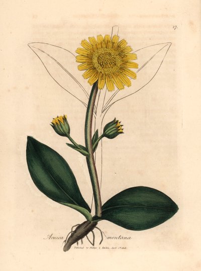 Sárga virágú hegyi árnika, Arnica montana, James Sowerby botanikai illusztrációjáról William Woodville-ből és Sir William Jackson Hooker "Medical Botany" című művéből 1832 (kézszínű rézmetszet) alkotó: James (after) Sowerby