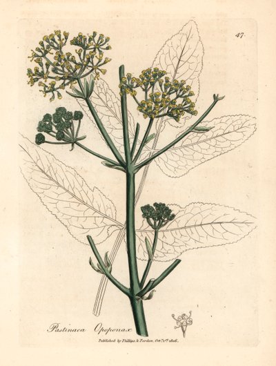 Sárga virágú opopanax vagy durva paszternák, Pastinaca opopanax, James Sowerby botanikai illusztrációjáról William Woodville-ből és Sir William Jackson Hooker "Medical Botany" 1832-es művéből (kézszínű rézmetszet) alkotó: James (after) Sowerby