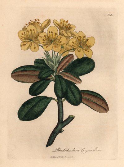 Sárga virágú rododendron, rododendron krizantém, James Sowerby botanikai illusztrációjáról William Woodville-ből és Sir William Jackson Hooker "Medical Botany" 1832-es művéből (kézszínű rézmetszet) alkotó: James (after) Sowerby