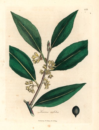 Sárga virágú édes babérlevél, Laurus nobilis, James Sowerby botanikai illusztrációjáról William Woodville-ből és Sir William Jackson Hooker "Medical Botany" 1832-es művéből (kézszínű rézmetszet) alkotó: James (after) Sowerby
