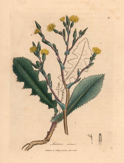Sárga virágú vadsaláta, Lactuca virosa, James Sowerby botanikai illusztrációjáról William Woodville-ből és Sir William Jackson Hooker "Medical Botany" 1832-es művéből (kézzel színezett rézmetszet) alkotó: James (after) Sowerby