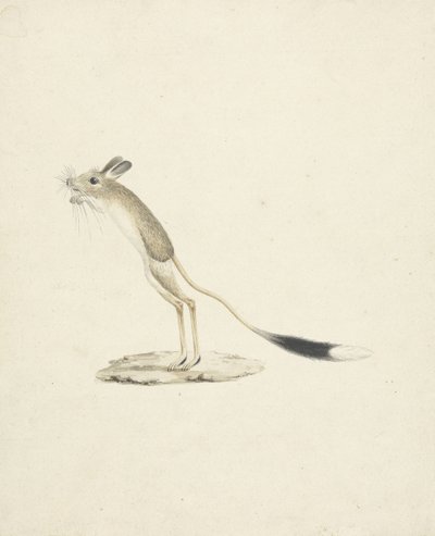 Jerboa No. 4 (wc grafit felett, papíron) alkotó: James 1730-94 Bruce