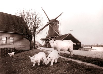 Goats, Laandam, Hollandia, 1898. alkotó: James Batkin