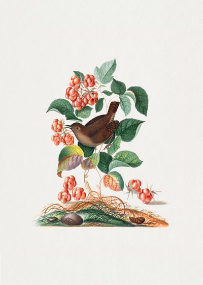 eurázsiai királyka alkotó: James Bolton